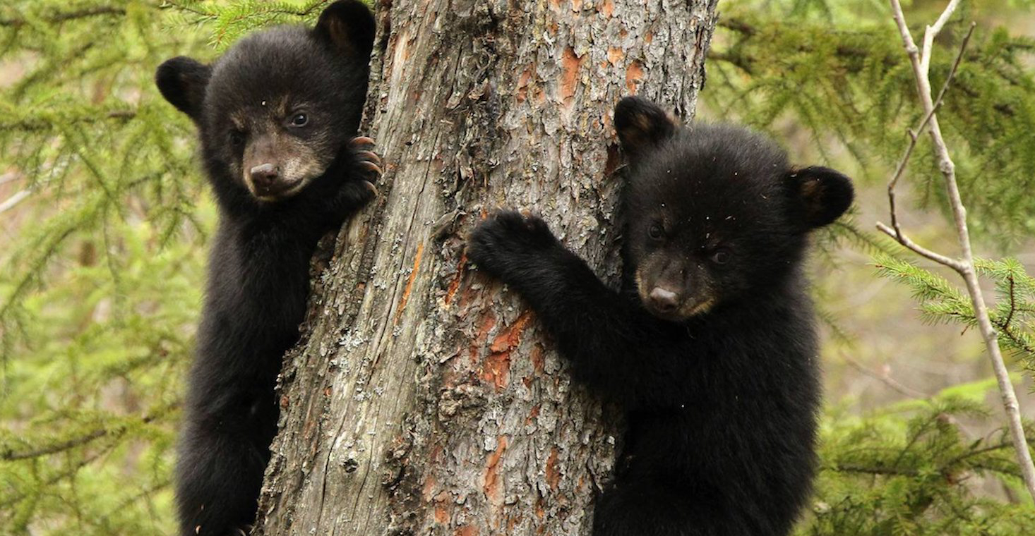 bear-cubs